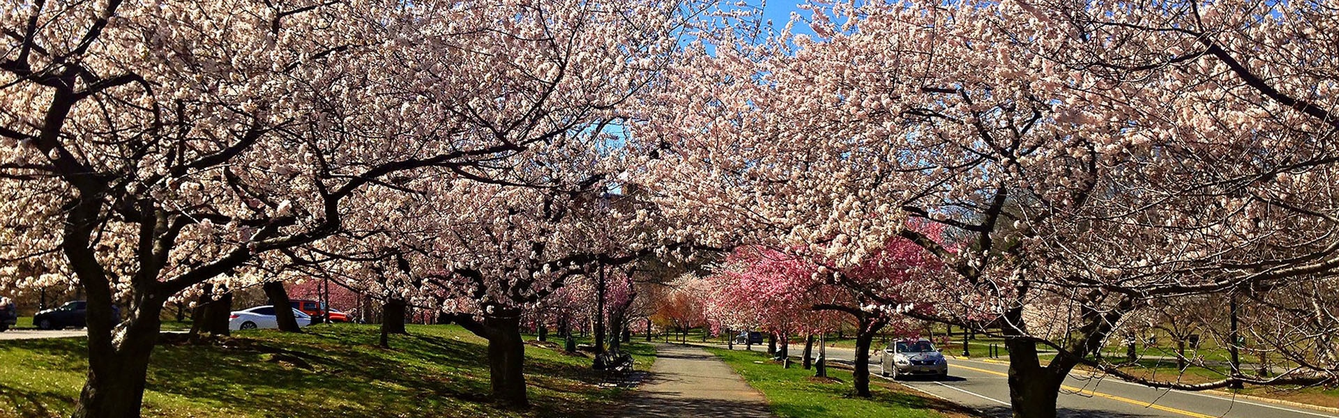 Is Belleville really the 'Cherry Blossom Capital?